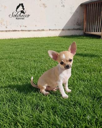 Cucciolo di chihuahua con pedigree Enci