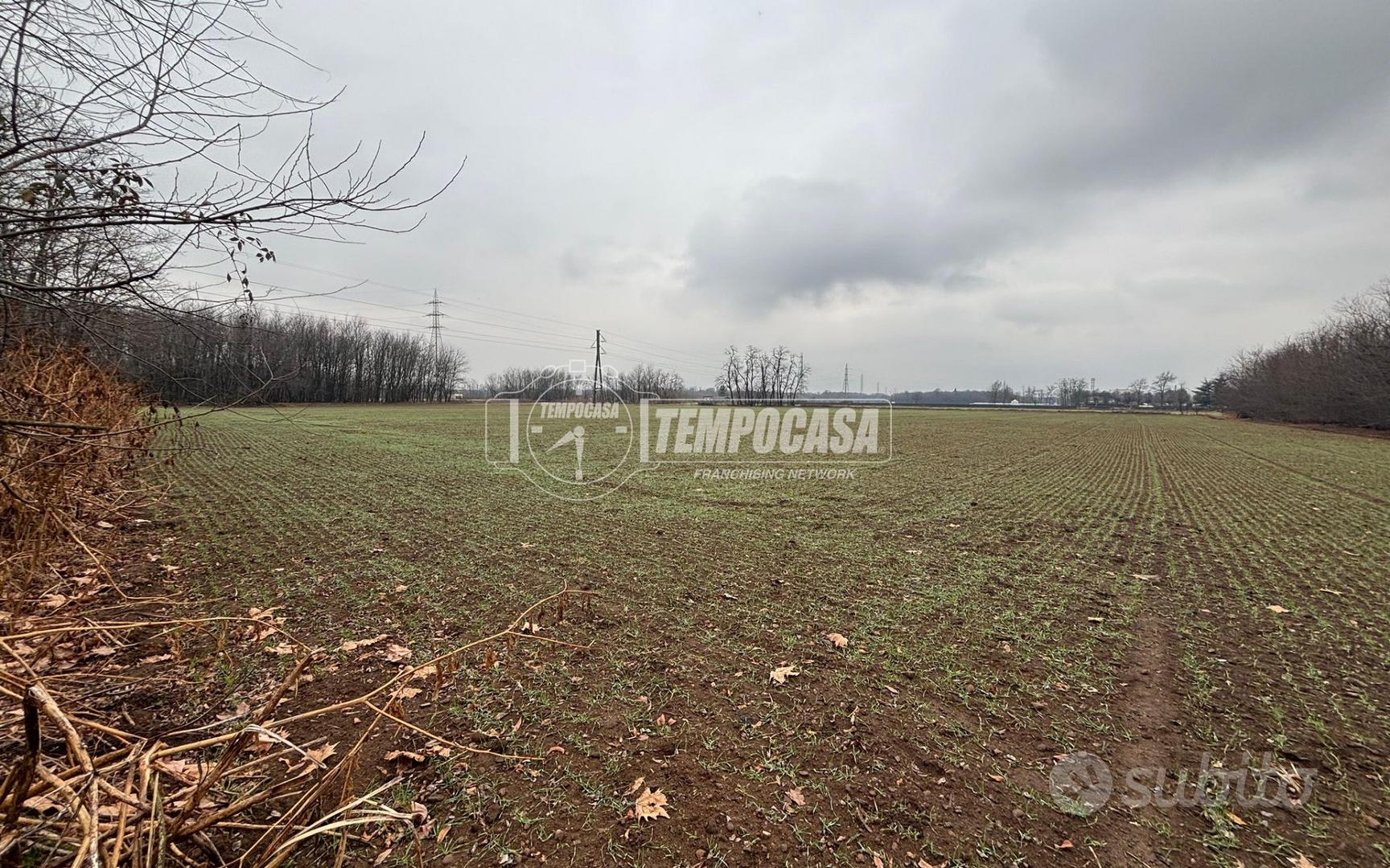 TERRENO AGRICOLO BORSANO - Altro