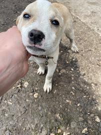 Cane 3 mesi