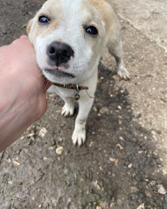 Cane 3 mesi