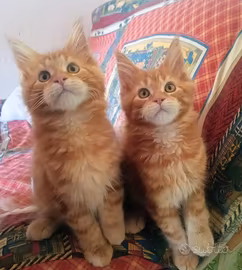 Gattini Maine Coon
