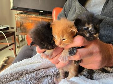 Stupendi Maine Coon con pedigree