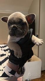 Cuccioli bulldog blu