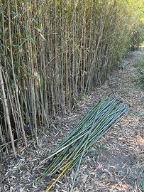 Canne di bambù