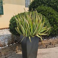 Pianta di  aloe gigante comprensiva di vaso 