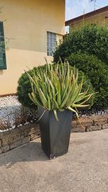 Pianta di  aloe gigante comprensiva di vaso 