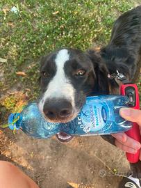 Border collie