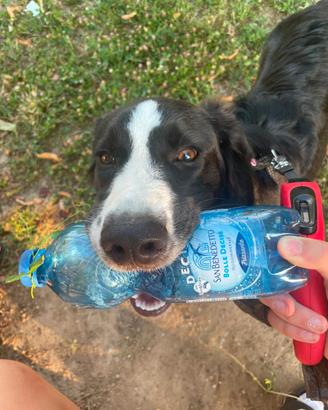 Border collie