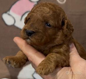Cucciolo di barboncino