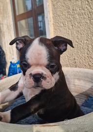 Cuccioli Boston Terrier