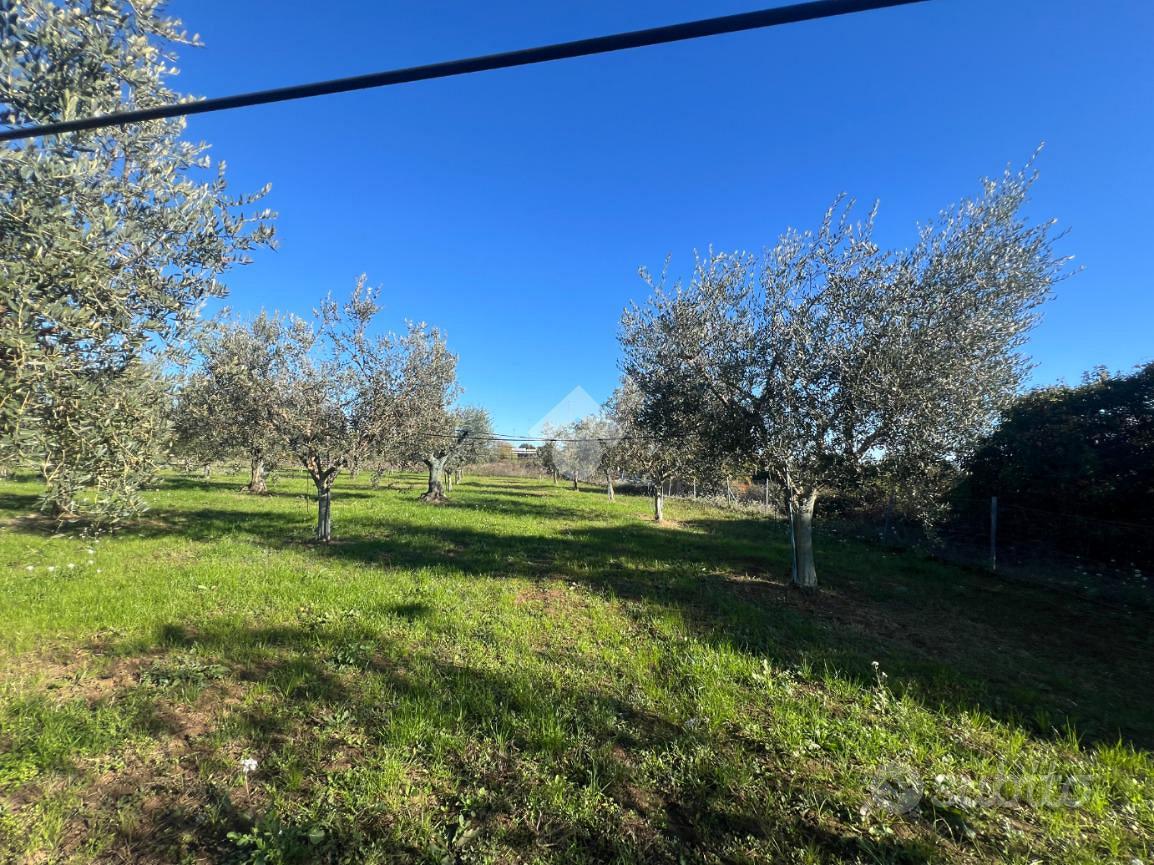 TER. AGRICOLO A MOSCIANO SANT'ANGELO - Vista 4