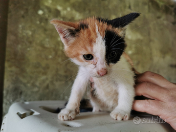 Gattini piccoli