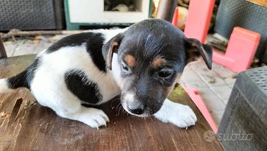 Jack Russell