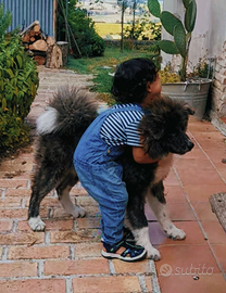 Cuccioli di Akita Inu