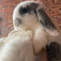 Mini Lop cucciolo - allevato a mano, vaccinato