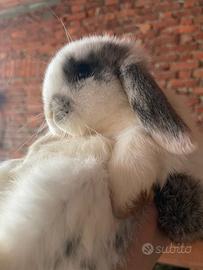 Mini Lop cucciolo - allevato a mano, vaccinato