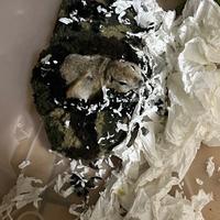 Citello