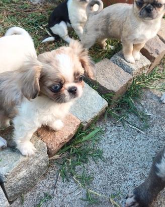 Chihuahua