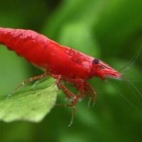 Lotto 25pz Neocaridina davidi "Red Cherry" Gamberi