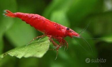 Lotto 25pz Neocaridina davidi "Red Cherry" Gamberi