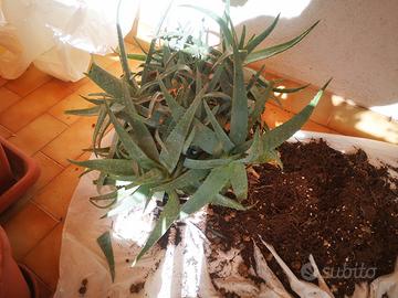 Aloe vera