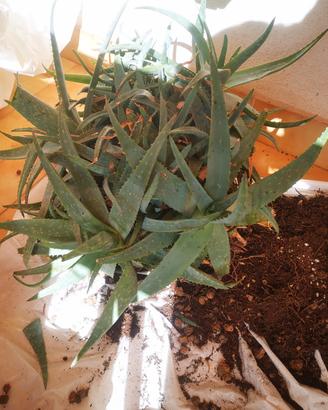 Aloe vera