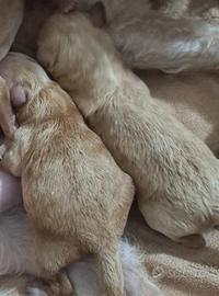 Barboncino toy disponibile inizio maggio