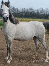 Cavalla araba