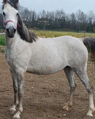 Cavalla araba