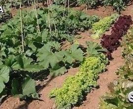 Lotti agricoli per orto a Chiaravalle