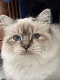 Sacro di Birmania per accoppiamento