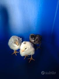 Pulcini cemani, marans e oliver egger