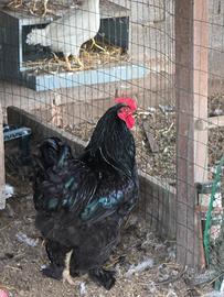 brahma x cocincina