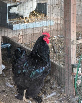 brahma x cocincina
