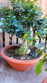 Pianta Ficus