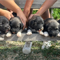 Cuccioli pastore del caucaso