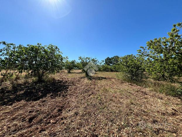 TER. AGRICOLO A SANTERAMO IN COLLE