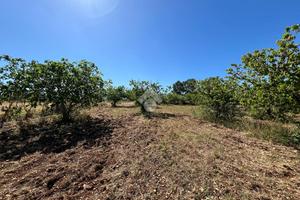 TER. AGRICOLO A SANTERAMO IN COLLE
