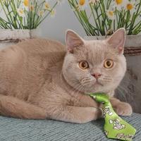 British Shorthair Fawn