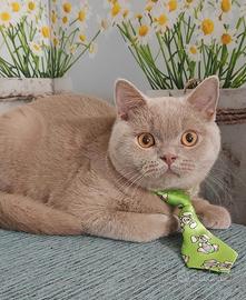 British Shorthair Fawn