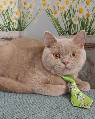 British Shorthair Fawn