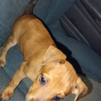 Cucciolo pincher