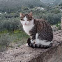 Un bellissi gatto maschio si chiama virgola