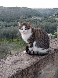 Un bellissi gatto maschio si chiama virgola