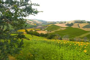Terreno Agricolo a Carassai