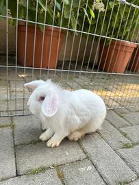 Cuccioli di coniglio ariete