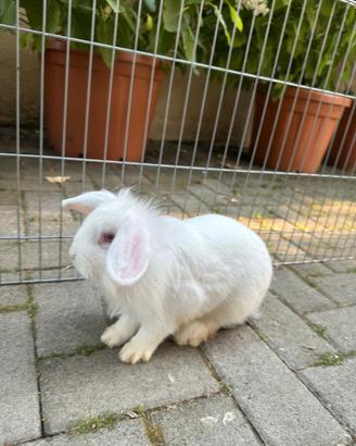 Cuccioli di coniglio ariete