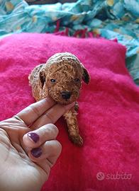 Barboncino toy red test genetici