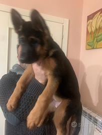 Cucciolo maschio di 60 giorni