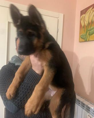 Cucciolo maschio di 60 giorni